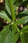 American burnweed